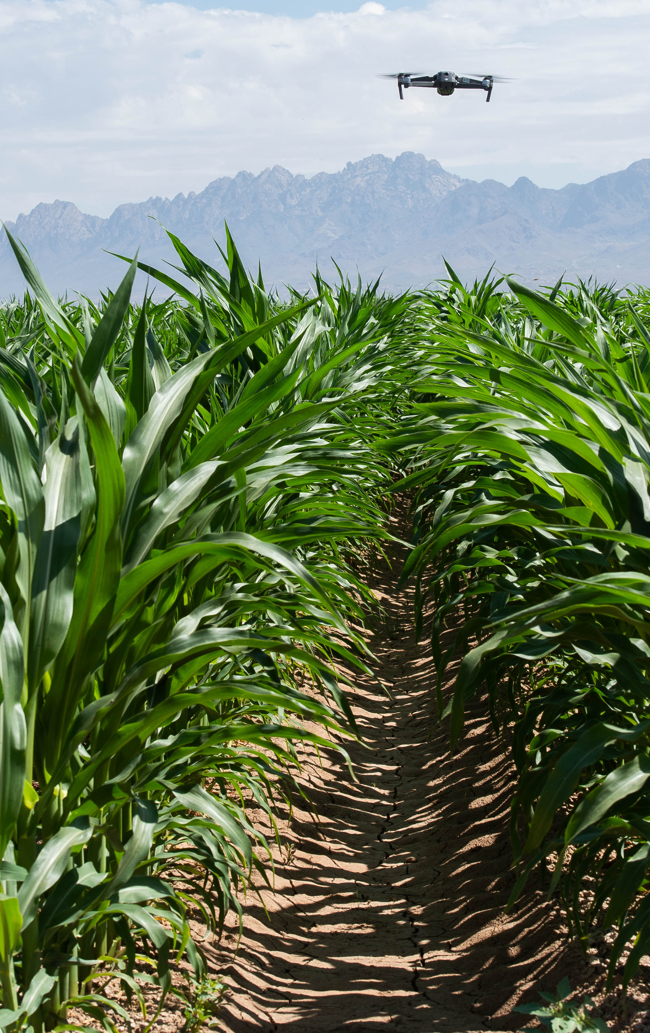 A drone flies over a corn field with the Organ Mountains in the background.